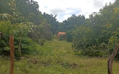 Violência em Japonvar: Idoso de 85 anos é assassinado a pauladas na zona rural