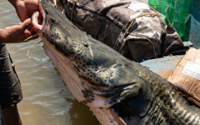 GIGANTE DO VELHO CHICO: Pescador fisga Surubim raro em Manga/MG