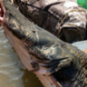 GIGANTE DO VELHO CHICO: Pescador fisga Surubim raro em Manga/MG