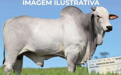 Prejuízo de R$ 200 mil: Criminosos matam touro de elite que já estava vendido em Itacarambi