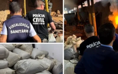 Combate ao Tráfico: Polícia Civil incinera meia tonelada de maconha no Vale do Jequitinhonha