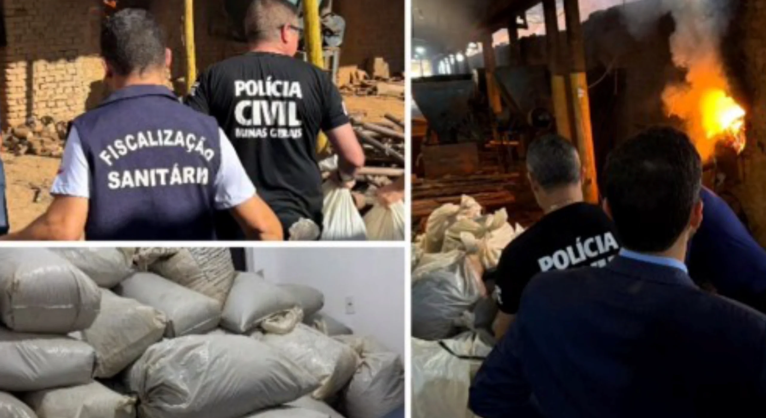 Combate ao Tráfico: Polícia Civil incinera meia tonelada de maconha no Vale do Jequitinhonha