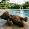 TRAGÉDIA EM SÃO FRANCISCO: Criança de 2 anos morre afogada em piscina no bairro Sagrada Família