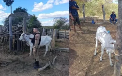 Onda de roubo de gado na zona rural de Pedras de Maria da Cruz termina com suspeito preso após cerco policial