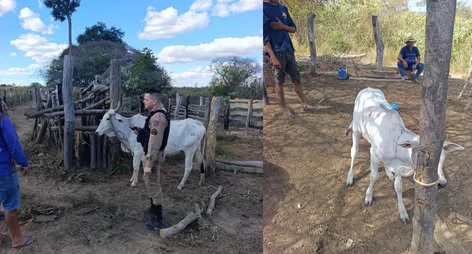 Onda de roubo de gado na zona rural de Pedras de Maria da Cruz termina com suspeito preso após cerco policial