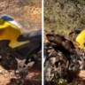 TRAGÉDIA NA ZONA RURAL: Jovem motociclista morre após perder o controle e colidir contra árvore em Januária