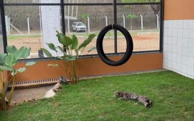 Nova chance para a vida silvestre: Januária ganha Centro de Triagem e Reabilitação de Animais Silvestres (Cetras)