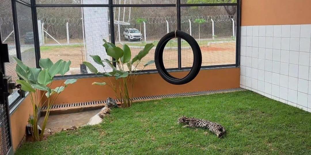 Nova chance para a vida silvestre: Januária ganha Centro de Triagem e Reabilitação de Animais Silvestres (Cetras)